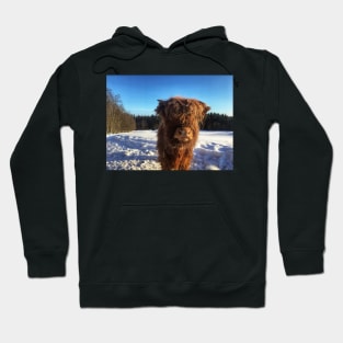 Scottish Highland Cattle Calf 1694 Hoodie